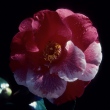 Lady Vansittart Red Variegated